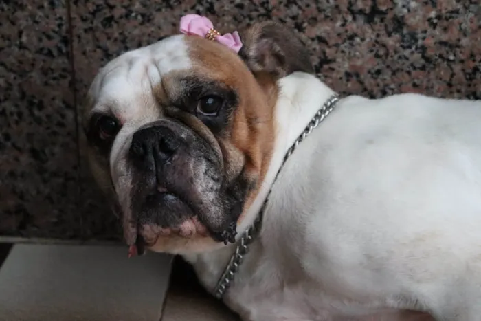 Cachorro ra a Bulldog idade 5 anos nome Tequila
