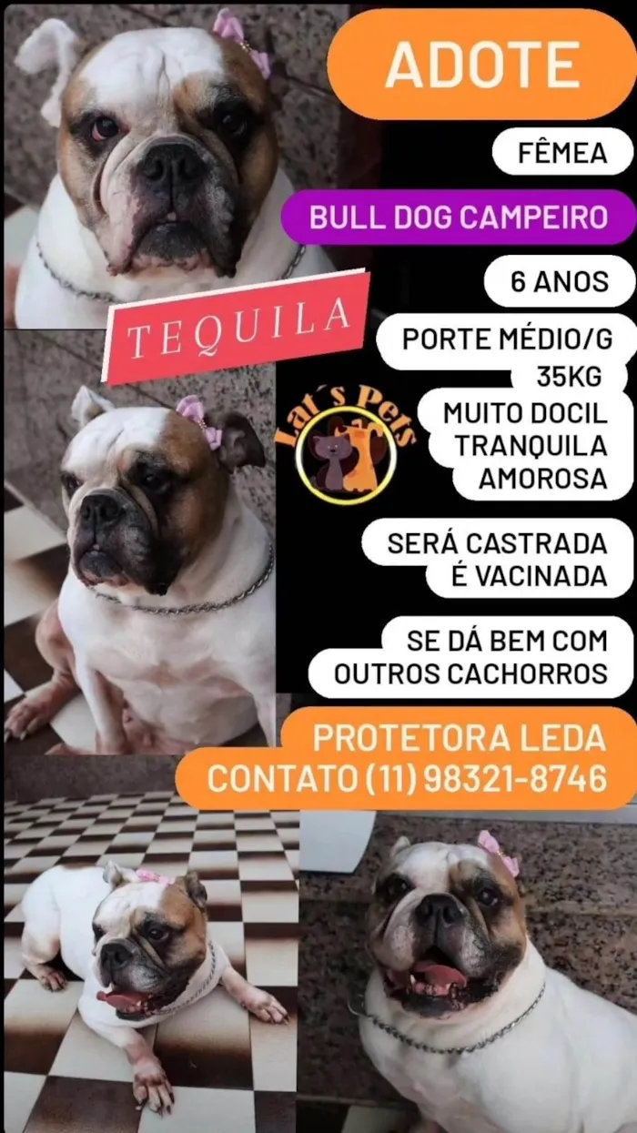 Cachorro ra a Bulldog idade 5 anos nome Tequila