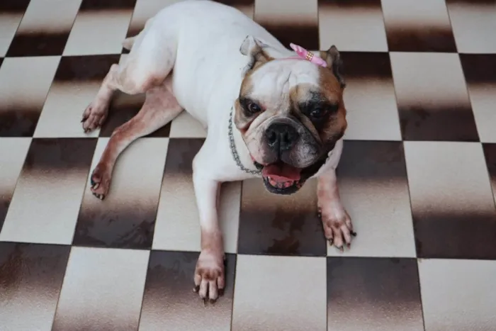 Cachorro ra a Bulldog idade 5 anos nome Tequila