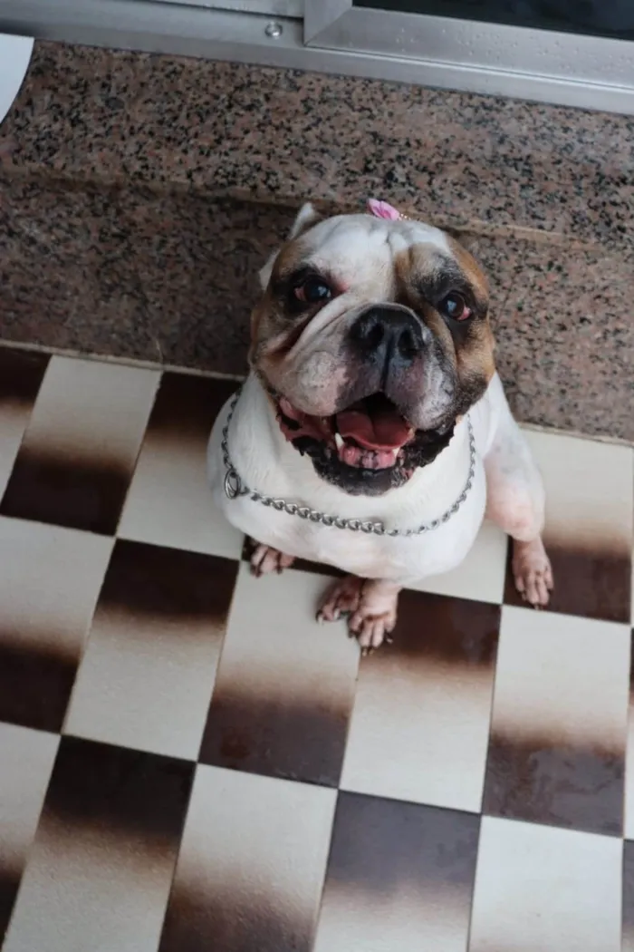 Cachorro ra a Bulldog idade 5 anos nome Tequila