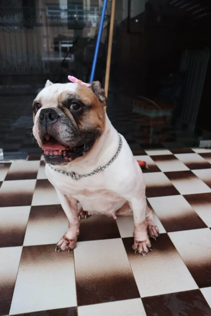 Cachorro ra a Bulldog idade 5 anos nome Tequila