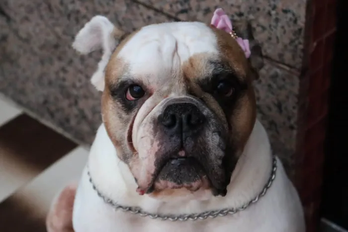Cachorro ra a Bulldog idade 5 anos nome Tequila