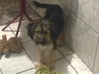 Cachorro raça SRD-ViraLata idade 2 a 6 meses nome Mel