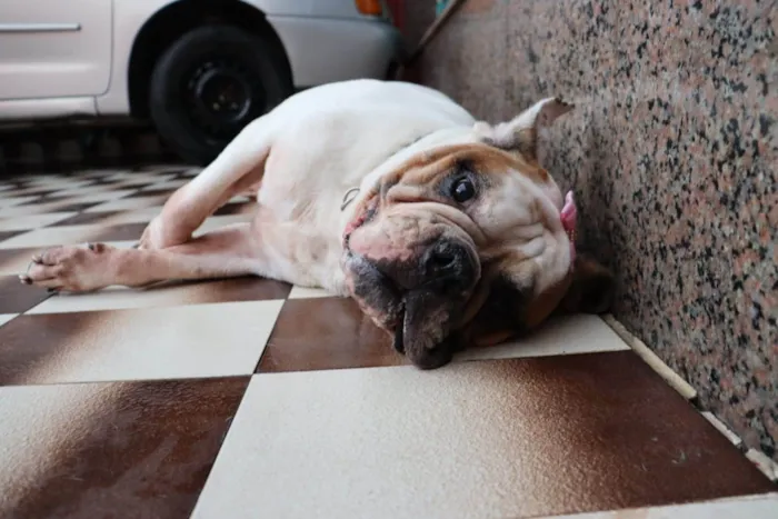 Cachorro ra a Bulldog idade 5 anos nome Tequila