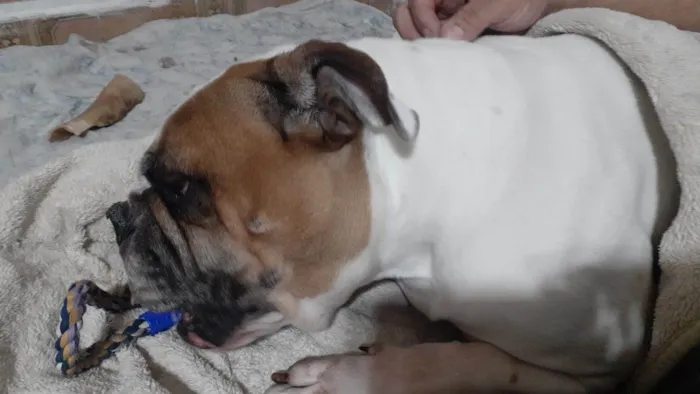 Cachorro ra a Bulldog idade 5 anos nome Tequila