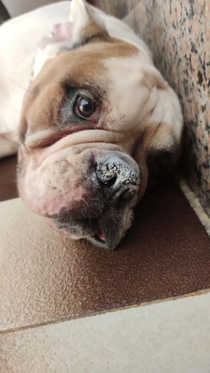 Cachorro ra a Bulldog idade 5 anos nome Tequila