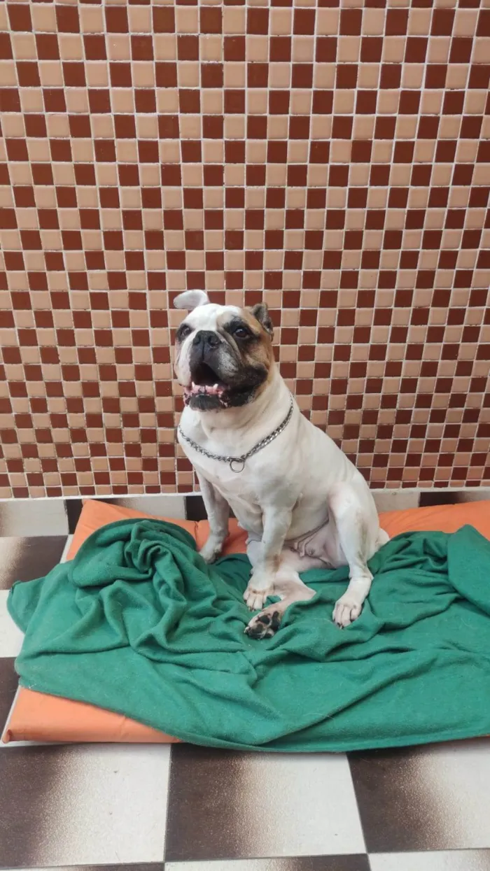 Cachorro ra a Bulldog idade 5 anos nome Tequila