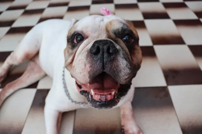 Cachorro ra a Bulldog idade 5 anos nome Tequila