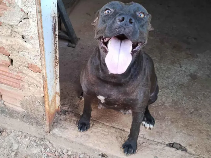 Cachorro ra a Pit-Bull idade 5 anos nome Dará 