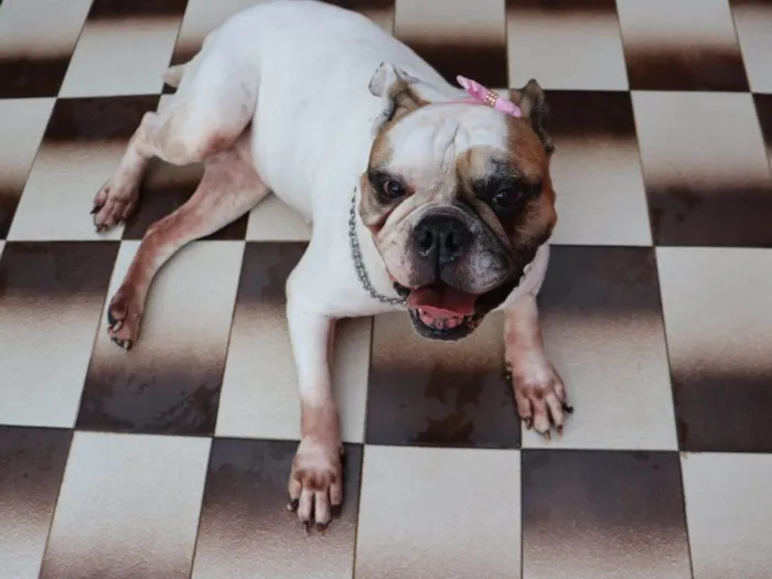 Cachorro ra a Bulldog idade 5 anos nome Tequila