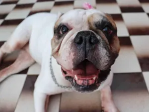 Cachorro raça Bulldog idade 5 anos nome Tequila