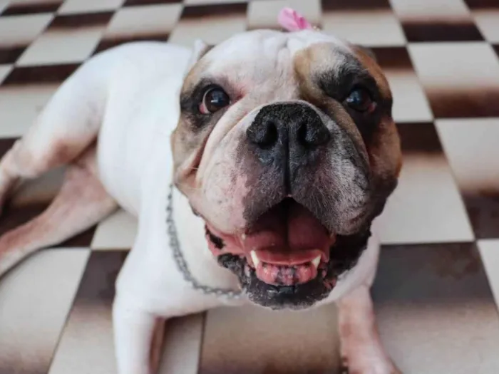Cachorro ra a Bulldog idade 5 anos nome Tequila