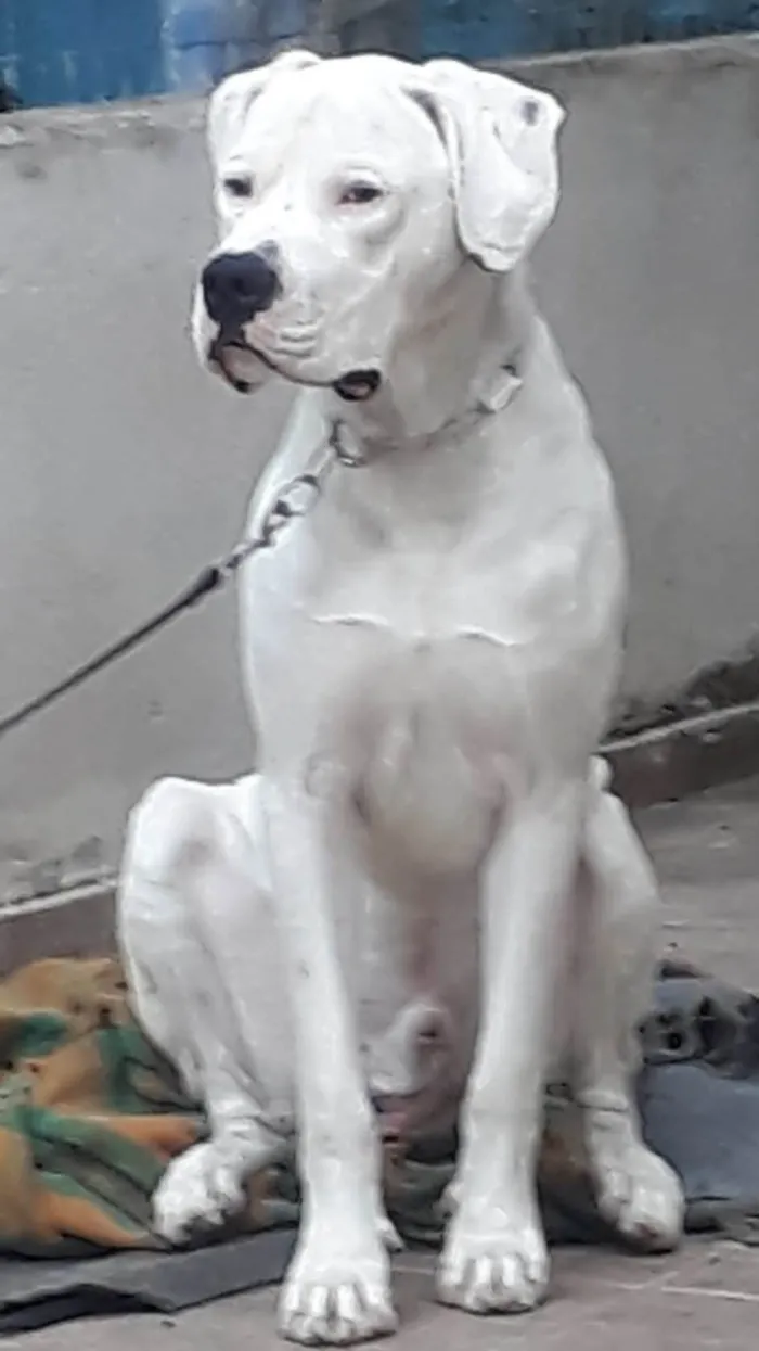 Cachorro ra a Dogo argentino idade 1 ano nome Dogo