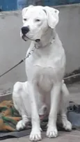 Dogo