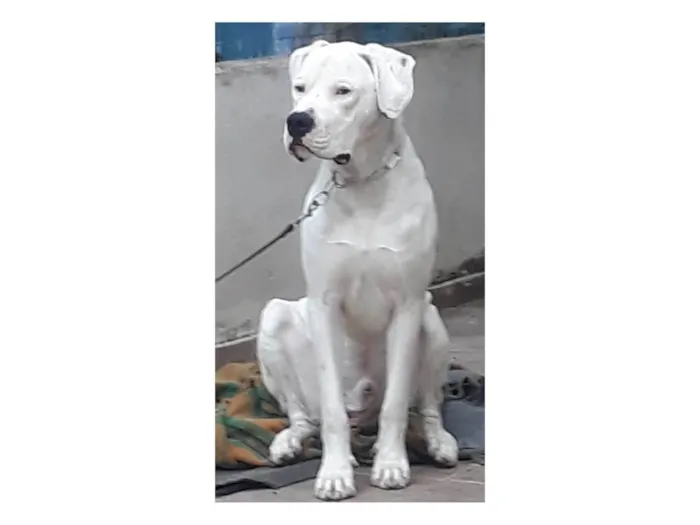 Cachorro ra a Dogo argentino idade 1 ano nome Dogo