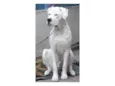 Dogo