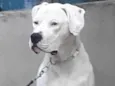 Dogo