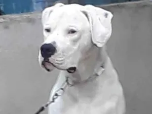Cachorro raça Dogo argentino idade 1 ano nome Dogo