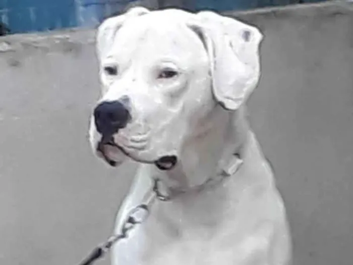 Cachorro ra a Dogo argentino idade 1 ano nome Dogo