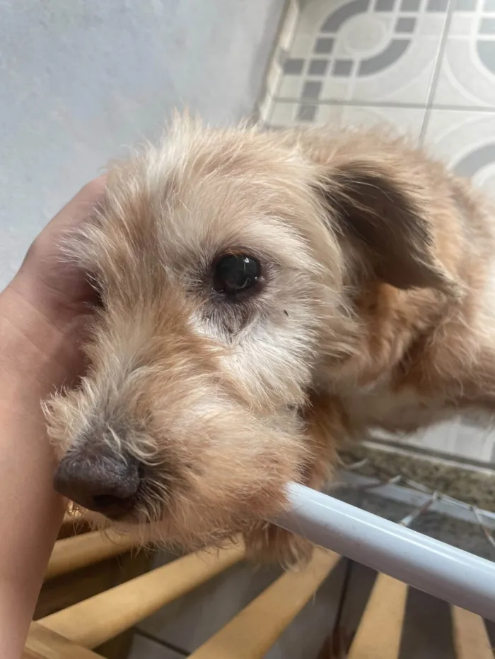 Cachorro ra a SRD-ViraLata idade 6 ou mais anos nome Neném