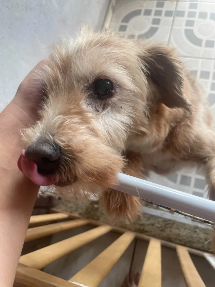 Cachorro ra a SRD-ViraLata idade 6 ou mais anos nome Neném