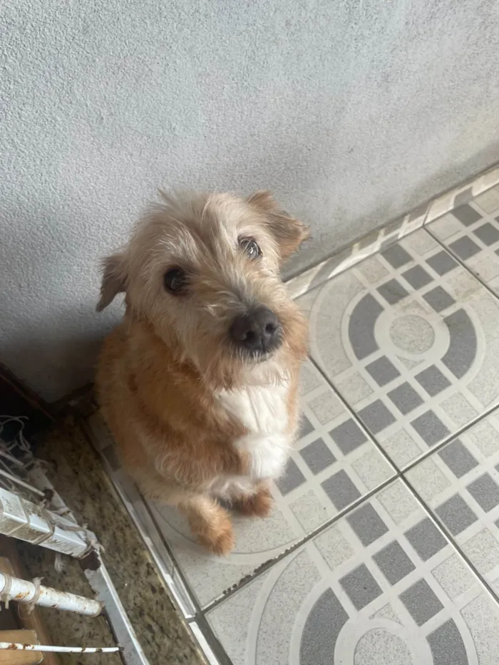 Cachorro ra a SRD-ViraLata idade 6 ou mais anos nome Neném