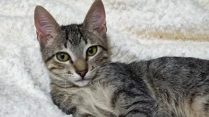 Gato ra a Srd  idade 2 a 6 meses nome Gatinho fiv felv negativos 
