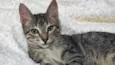 Gatinho fiv felv negativos