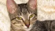 Gatinho fiv felv negativos