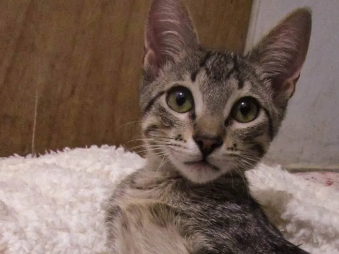 Gato ra a Srd  idade 2 a 6 meses nome Gatinho fiv felv negativos 