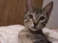Gatinho fiv felv negativos
