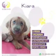 Kiara