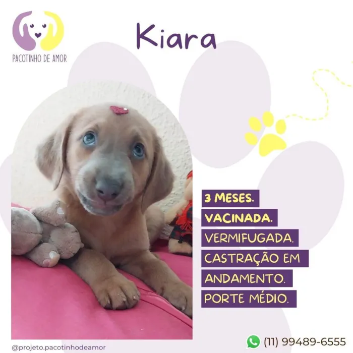 Cachorro ra a SRD-ViraLata idade 2 a 6 meses nome Kiara