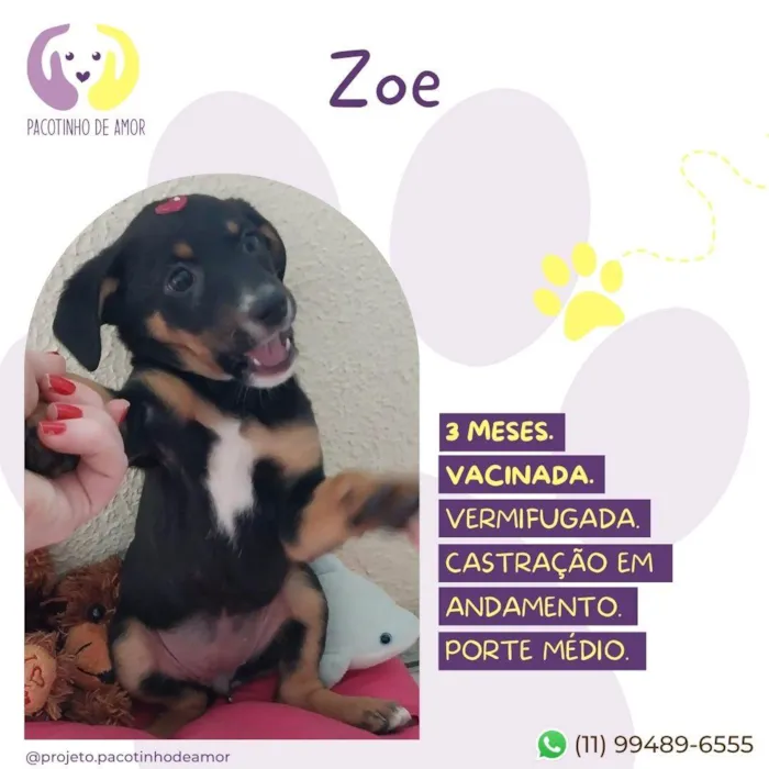 Cachorro ra a SRD-ViraLata idade 2 a 6 meses nome Zoe