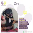 Zoe