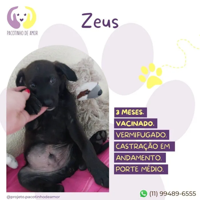 Cachorro ra a SRD-ViraLata idade 2 a 6 meses nome Zeus