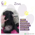 Zeus