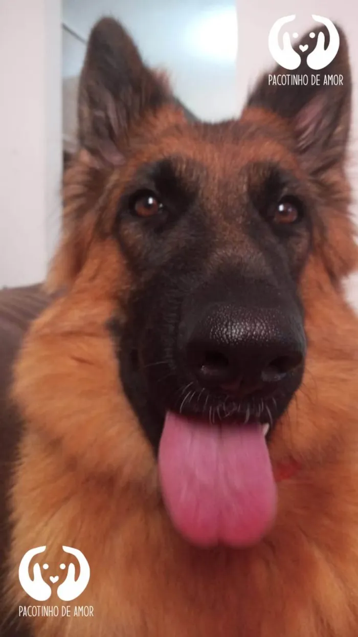 Cachorro ra a Pastor alemão  idade 4 anos nome Nathasha