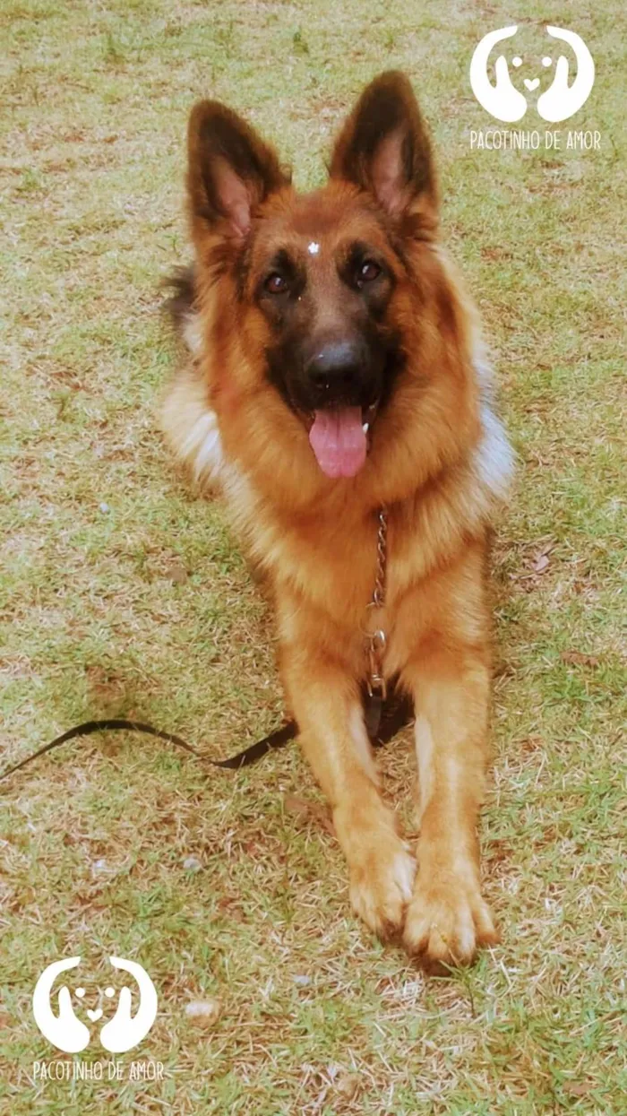 Cachorro ra a Pastor alemão  idade 4 anos nome Nathasha