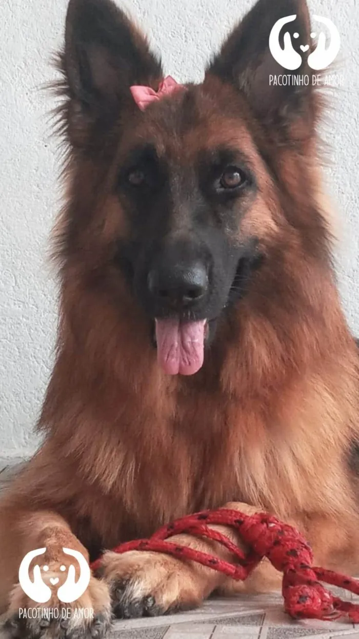 Cachorro ra a Pastor alemão  idade 4 anos nome Nathasha