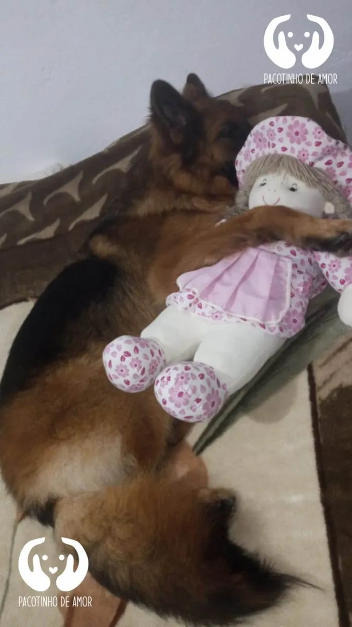 Cachorro ra a Pastor alemão  idade 4 anos nome Nathasha