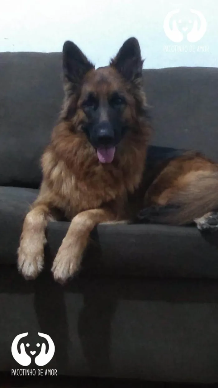 Cachorro ra a Pastor alemão  idade 4 anos nome Nathasha