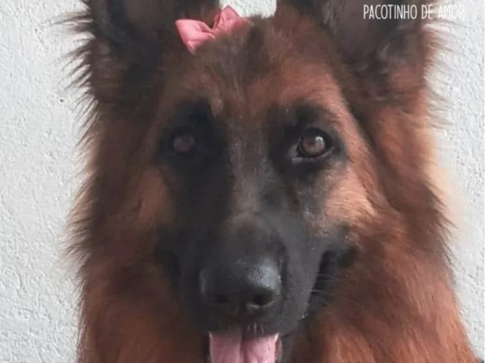 Cachorro ra a Pastor alemão  idade 4 anos nome Nathasha