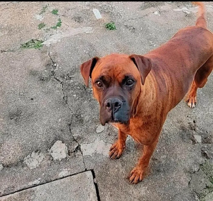 Cachorro ra a Boxer idade 6 ou mais anos nome Bartolomeu 