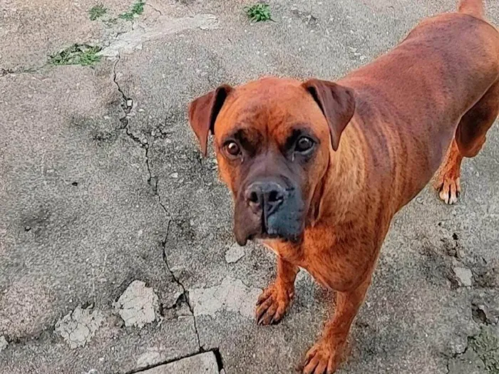 Cachorro ra a Boxer idade 6 ou mais anos nome Bartolomeu 