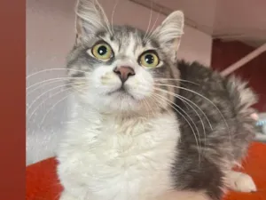 Gato raça Srd idade 2 a 6 meses nome Mimoso 