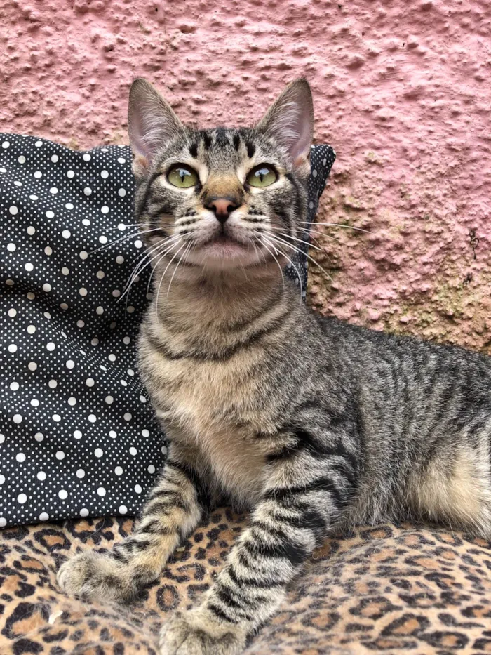 Gato ra a Srd idade 2 a 6 meses nome Tiger