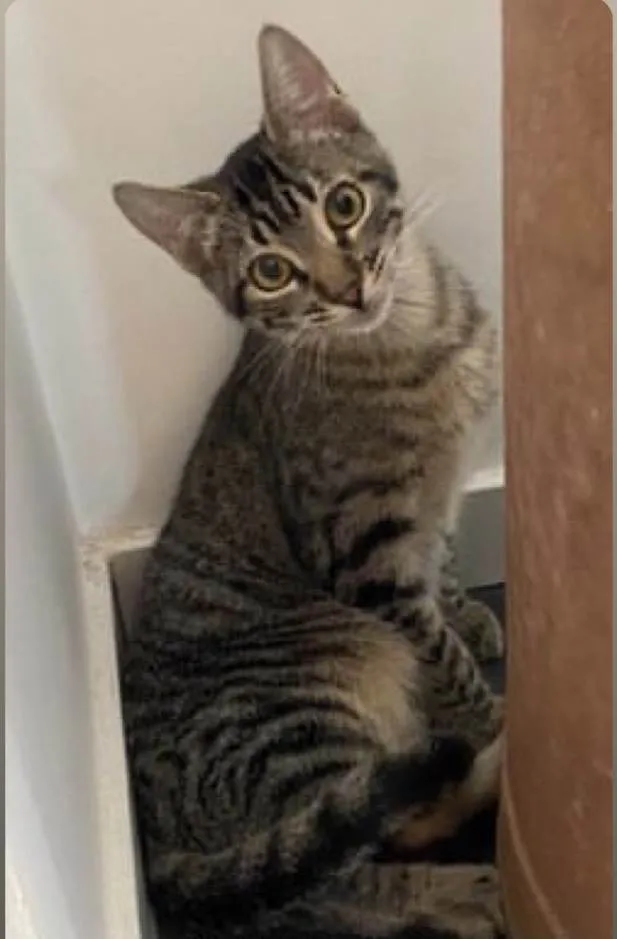 Gato ra a Srd idade 2 a 6 meses nome Tiger