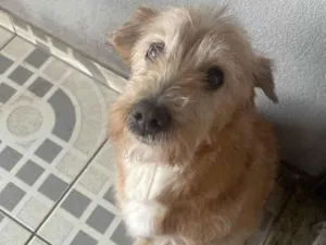 Cachorro raça SRD-ViraLata idade 6 ou mais anos nome Neném