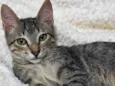 Gatinho fiv felv negativos